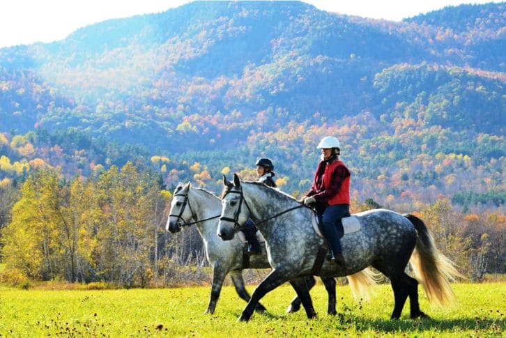 Horseback riding, Kosanica