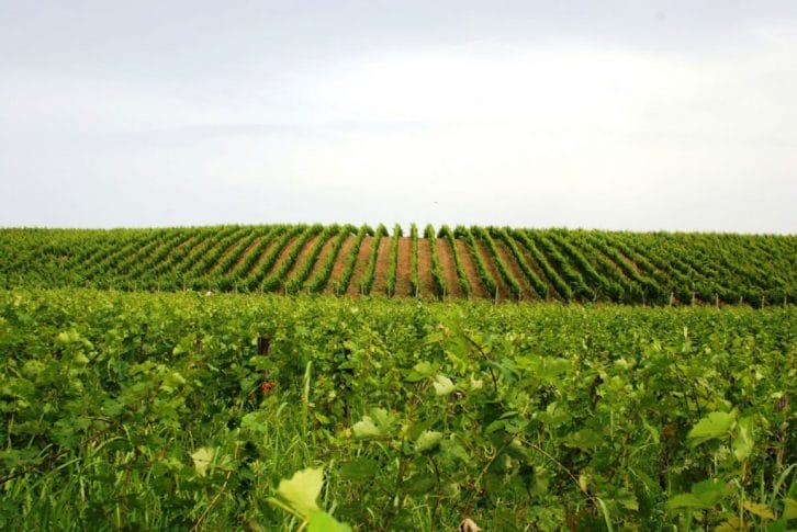 Kokomani vineyards Albania