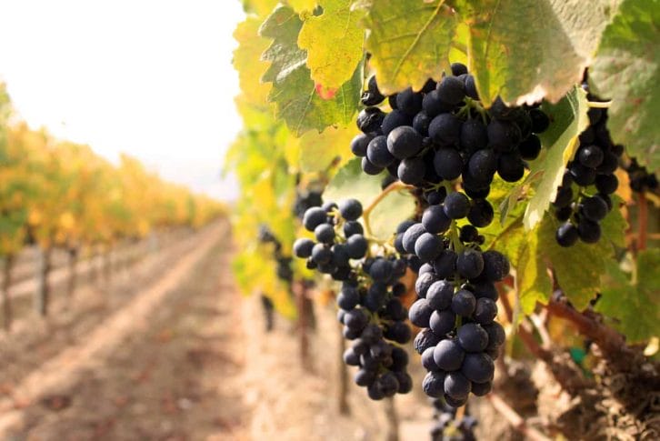 Wine route, Montenegro