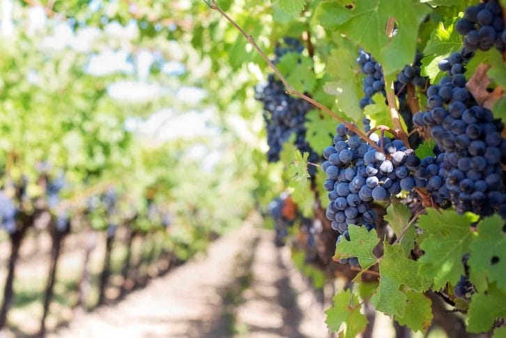Wine routes, Montenegro