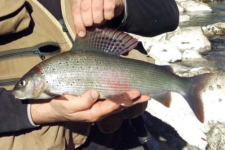 Holding a fish next to the tara river