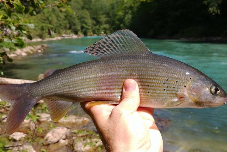 Fly fishing adventure in Tara river