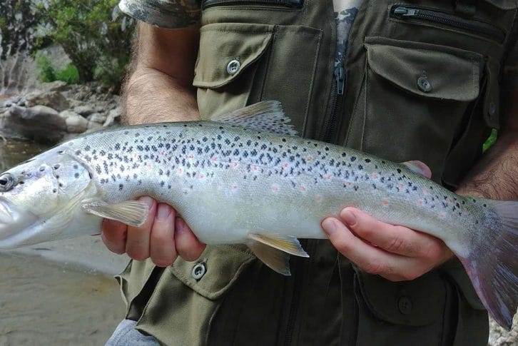 Fishing on Tara Canyon