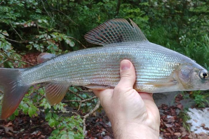 Holding a fish next to the Tara river