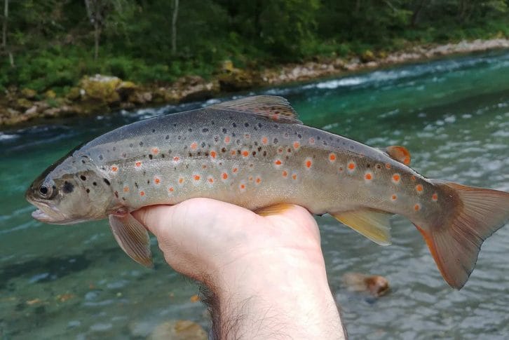 Holding a fish next to the Tara river