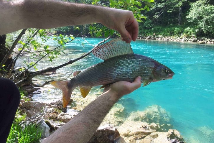 Fly fishing adventure in Tara river