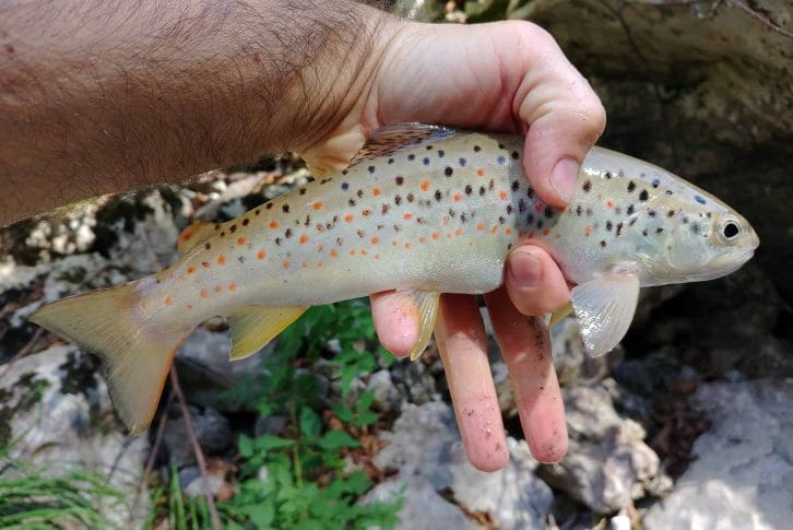 Holding a fish, Montenegro
