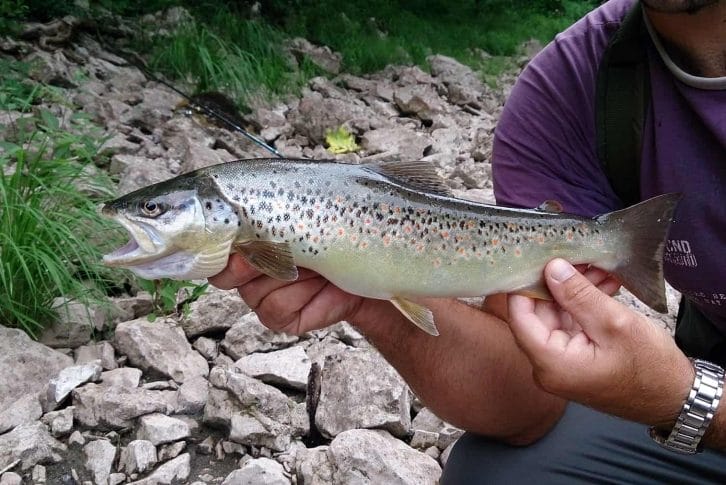Holding a fish, Montenegro