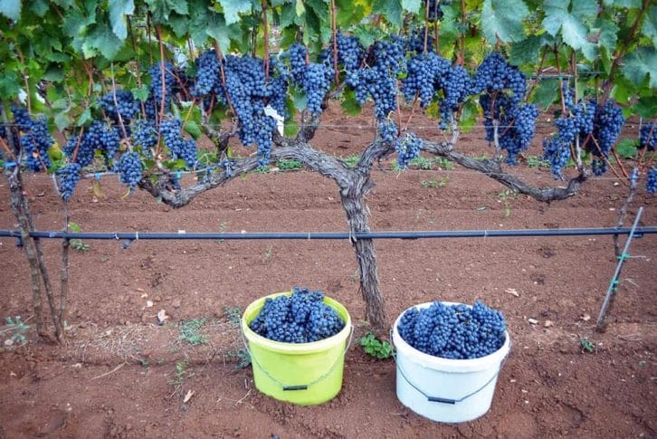 Winery grapes, Mrkan winery