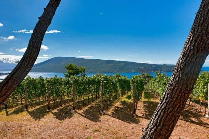 Savina vineyard, Montenegro