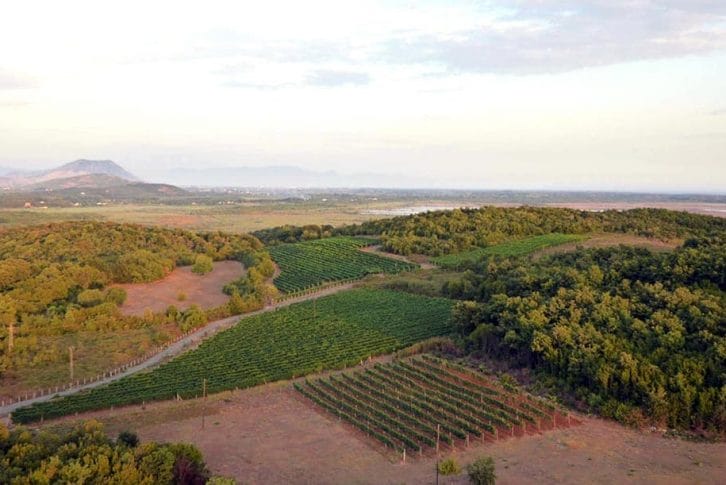 Milovic Vineyard Montenegro adventure