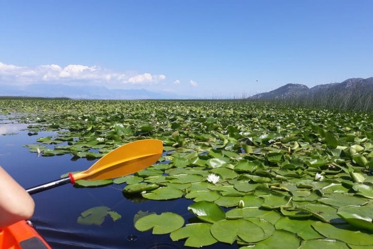 Kayaking along Skadar Lake covered by waterlilies Skadar Lake Montenegro