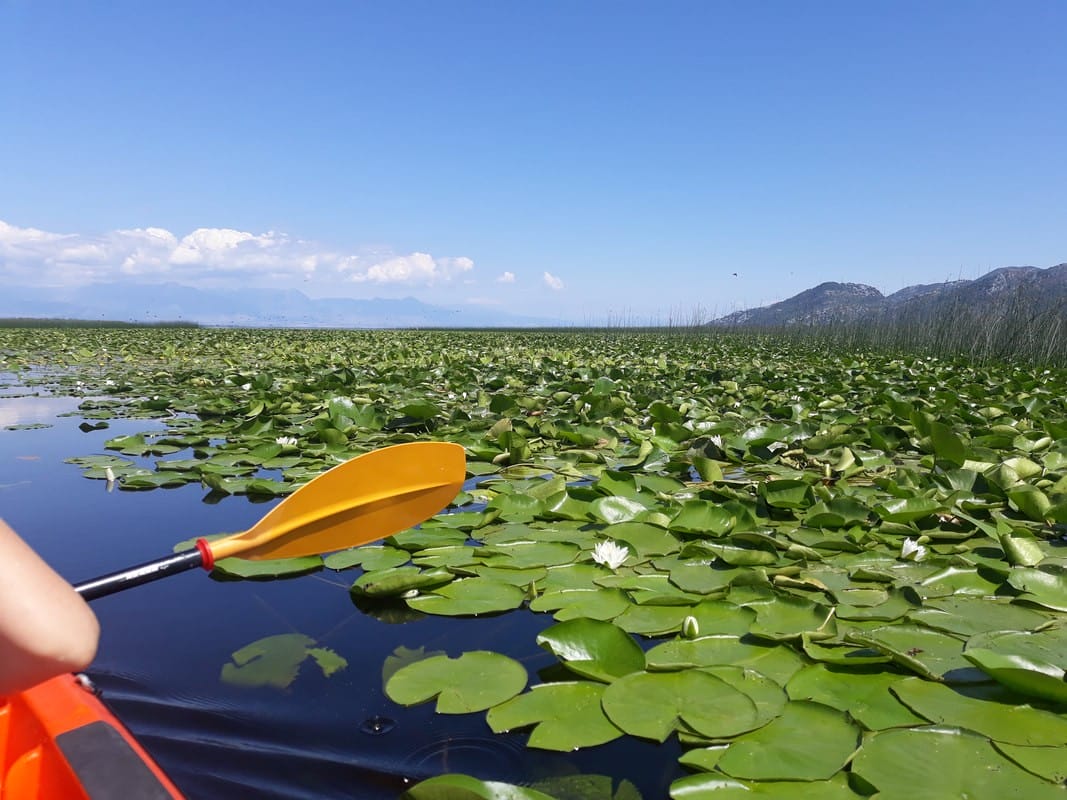 Kayaking along Skadar Lake covered by waterlilies Skadar Lake Montenegro