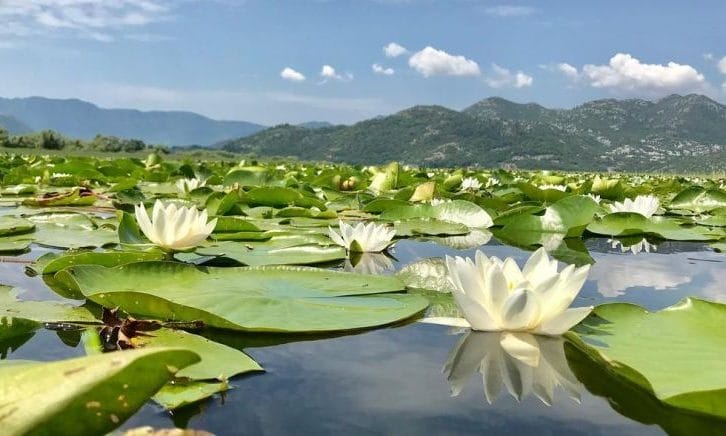 waterlilies on skadar lake in Montenegro