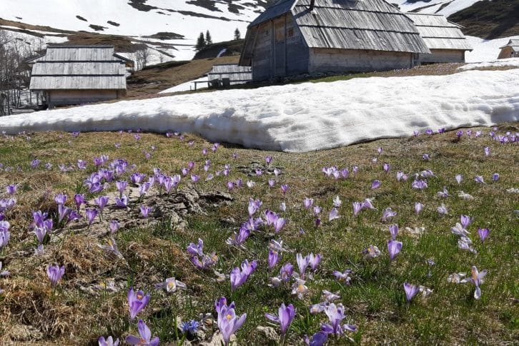Bjelasica Katun Vranjak at spring in snow and flowers