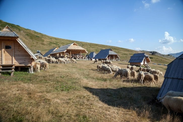 Vranjak katun sheep graze among the huts