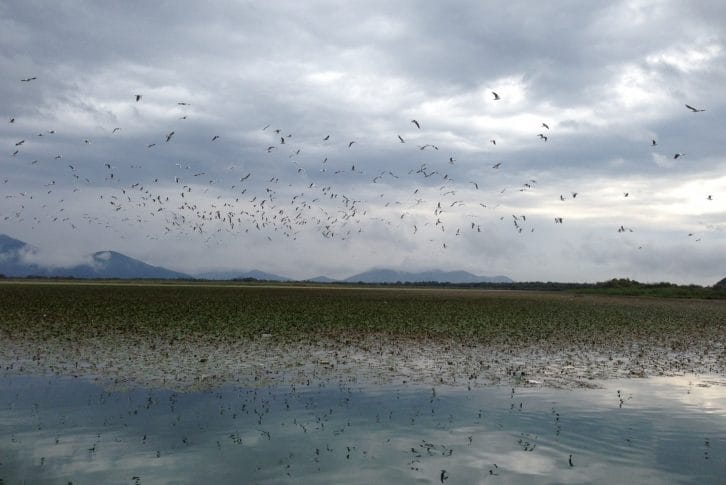 Birds in flight on Skadar Lake