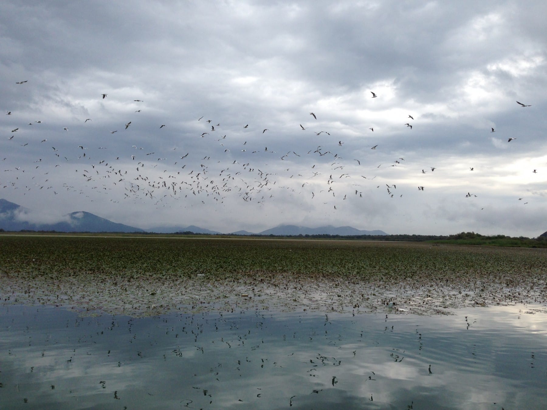 Birds in flight on Skadar Lake