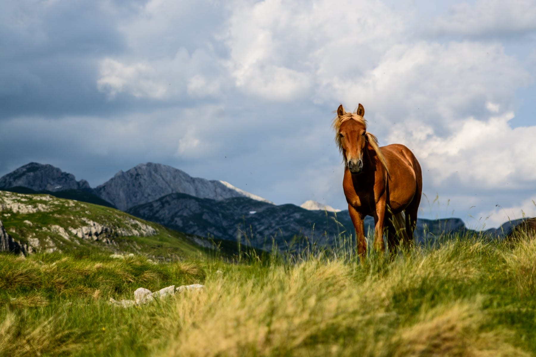 A horse on the slopes of Durmitor