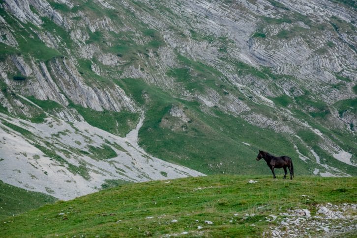 Montenegro, Durmitor national park, Dinaric alps, Horses grazing in a green meadow