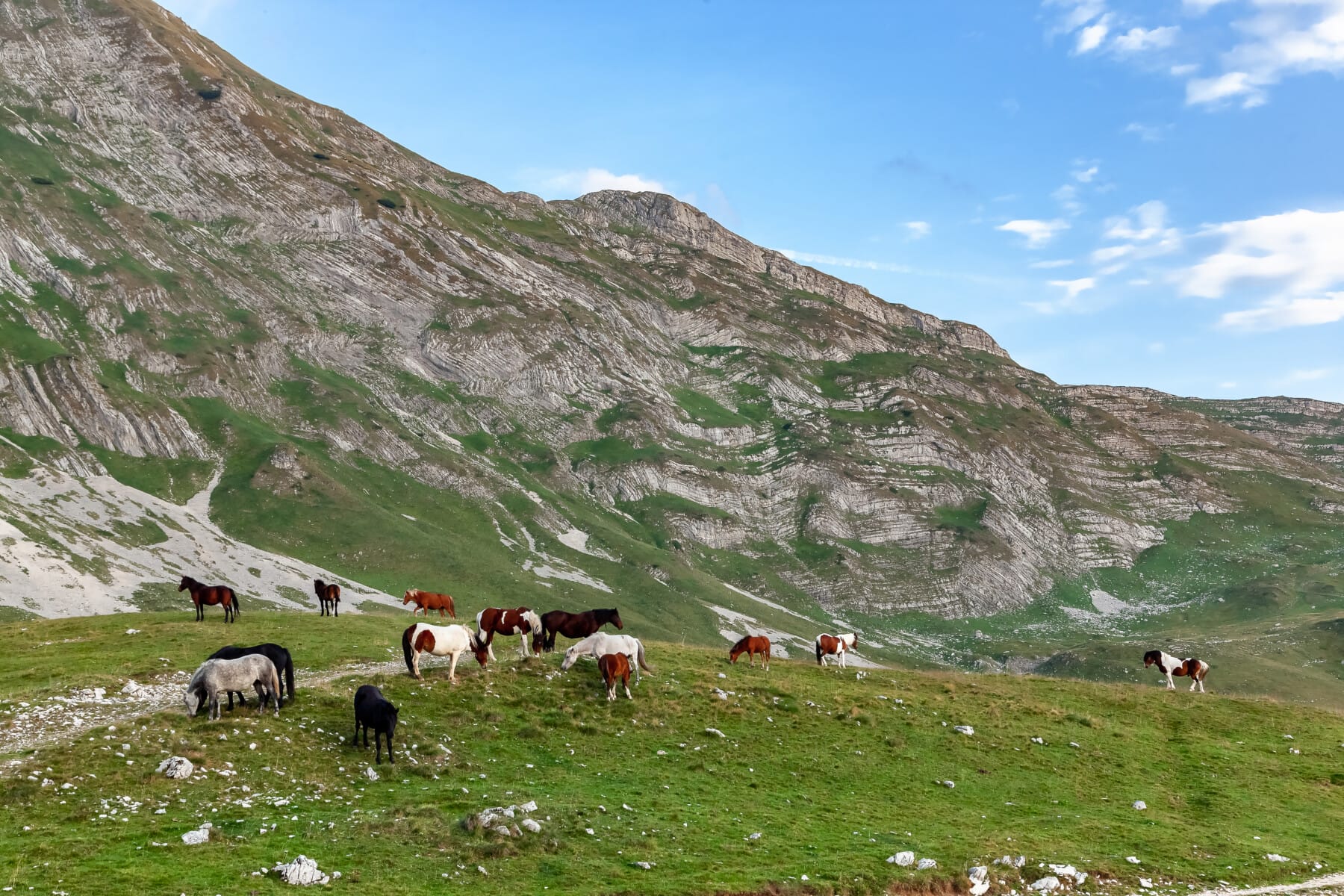 Montenegro, Durmitor national park, Dinaric alps, Horses grazing in a green meadow