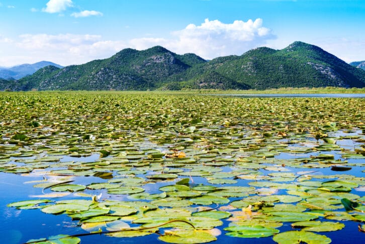 Skadar Lake National Park in summer, Montenegro