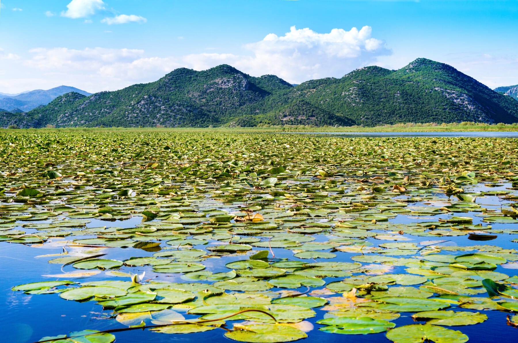 Skadar Lake National Park in summer, Montenegro