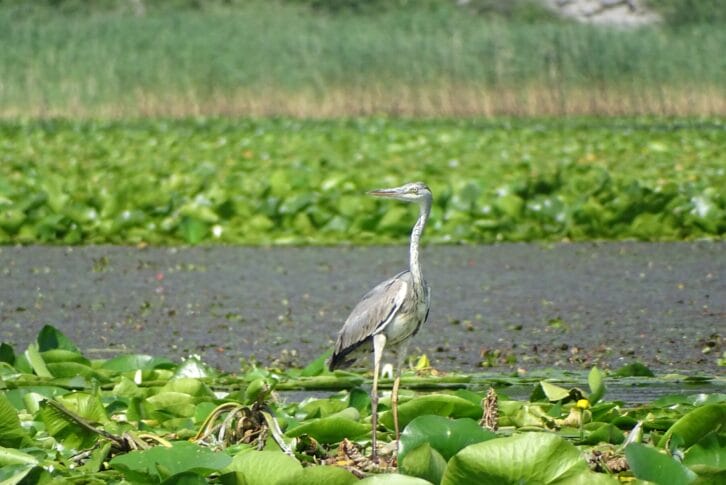 The great ehret enjoys Skadar Lake Montenegro Adventure