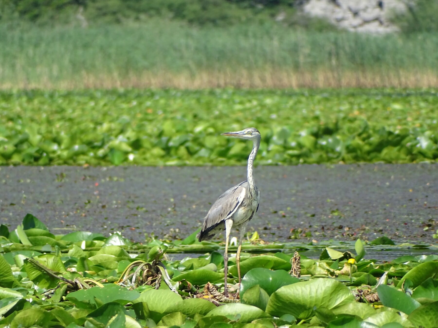 The great ehret enjoys Skadar Lake Montenegro Adventure