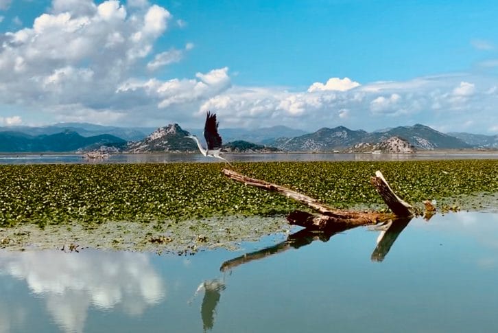 A cormorant taking off at the Skadar Lake in Montenegro
