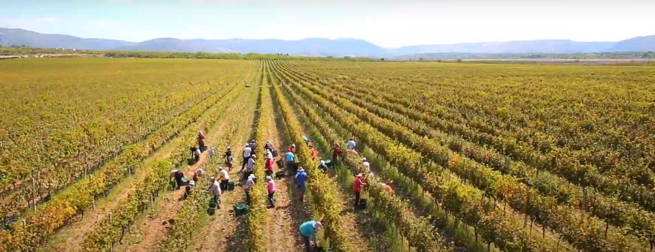 Landscape of Imperial Vineyards near Mostar