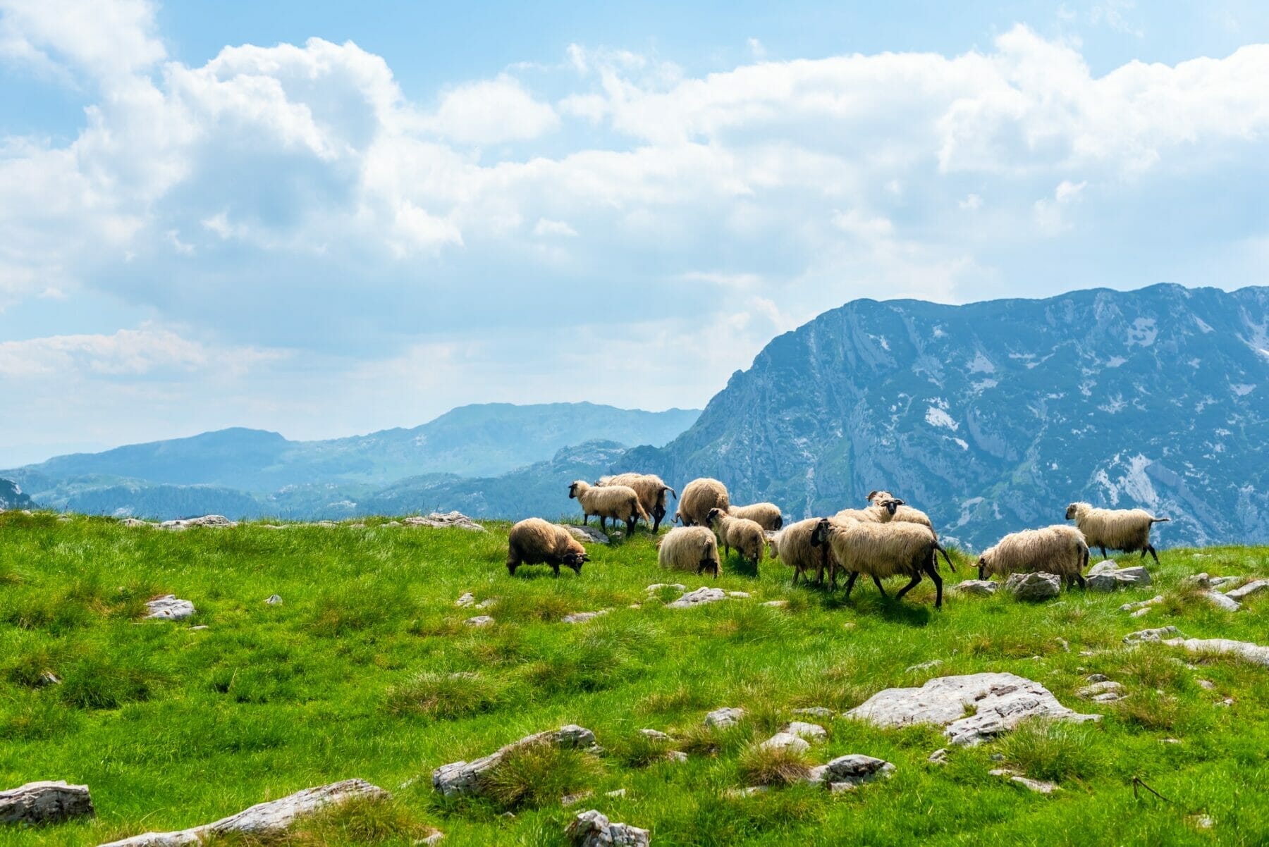 flock of beautiful sheep grazing on valley in Durmitor massif, Montenegro