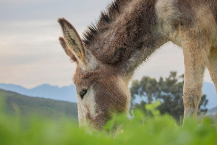 Donkey eating grass on a farm with mountains in the background.